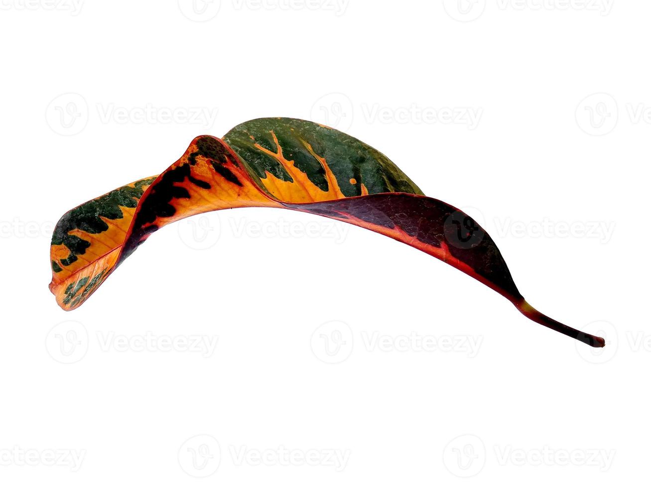 Codiaeum variegatum leaf Isolated on white background photo