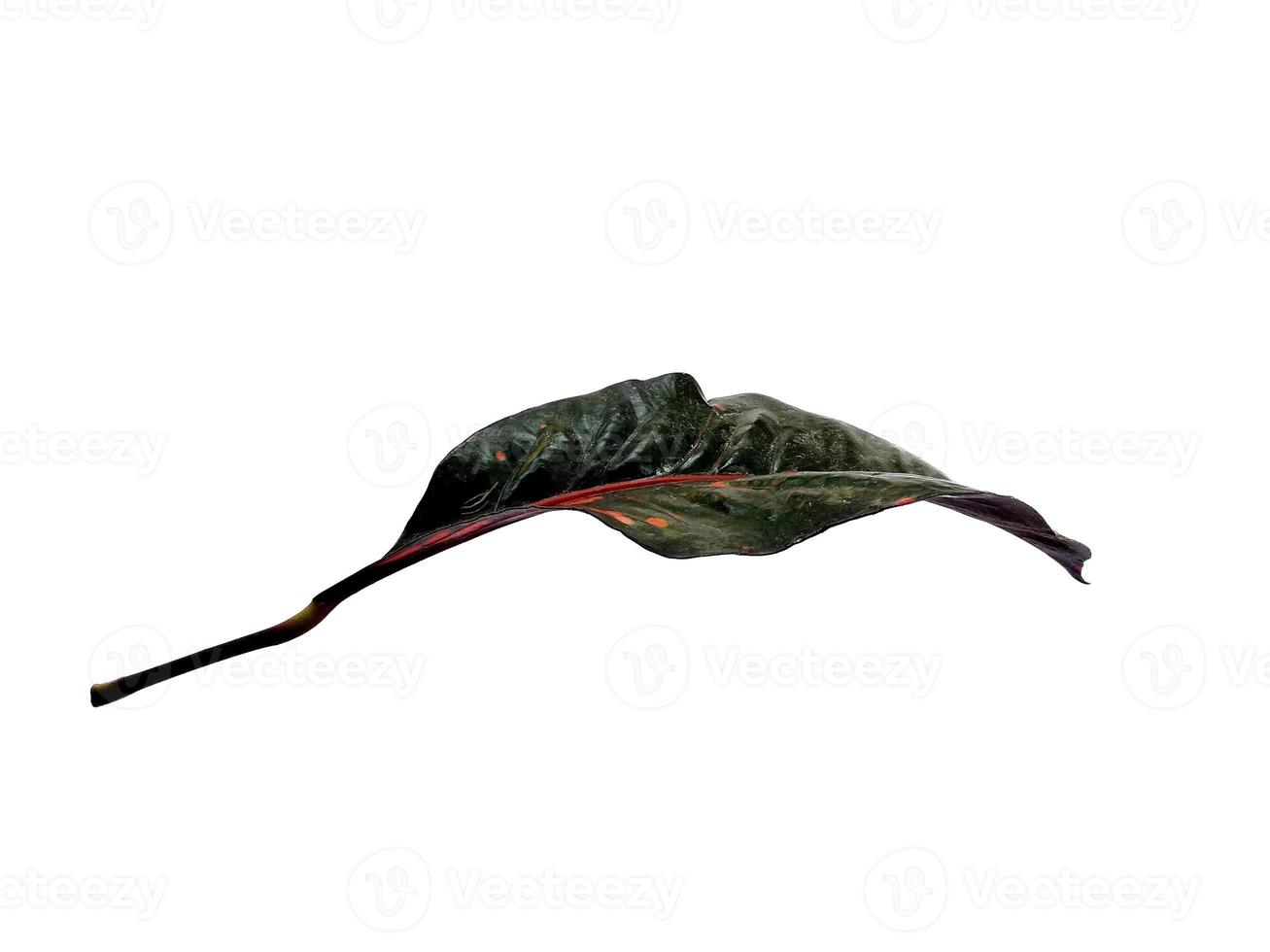 Codiaeum variegatum leaf Isolated on white background photo