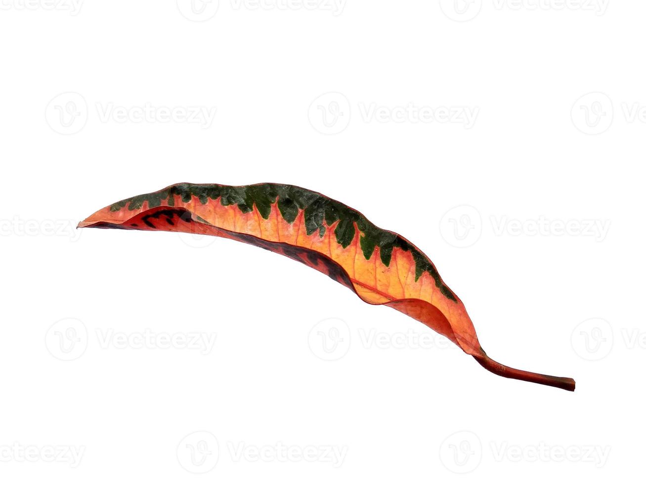 Codiaeum variegatum leaf Isolated on white background photo