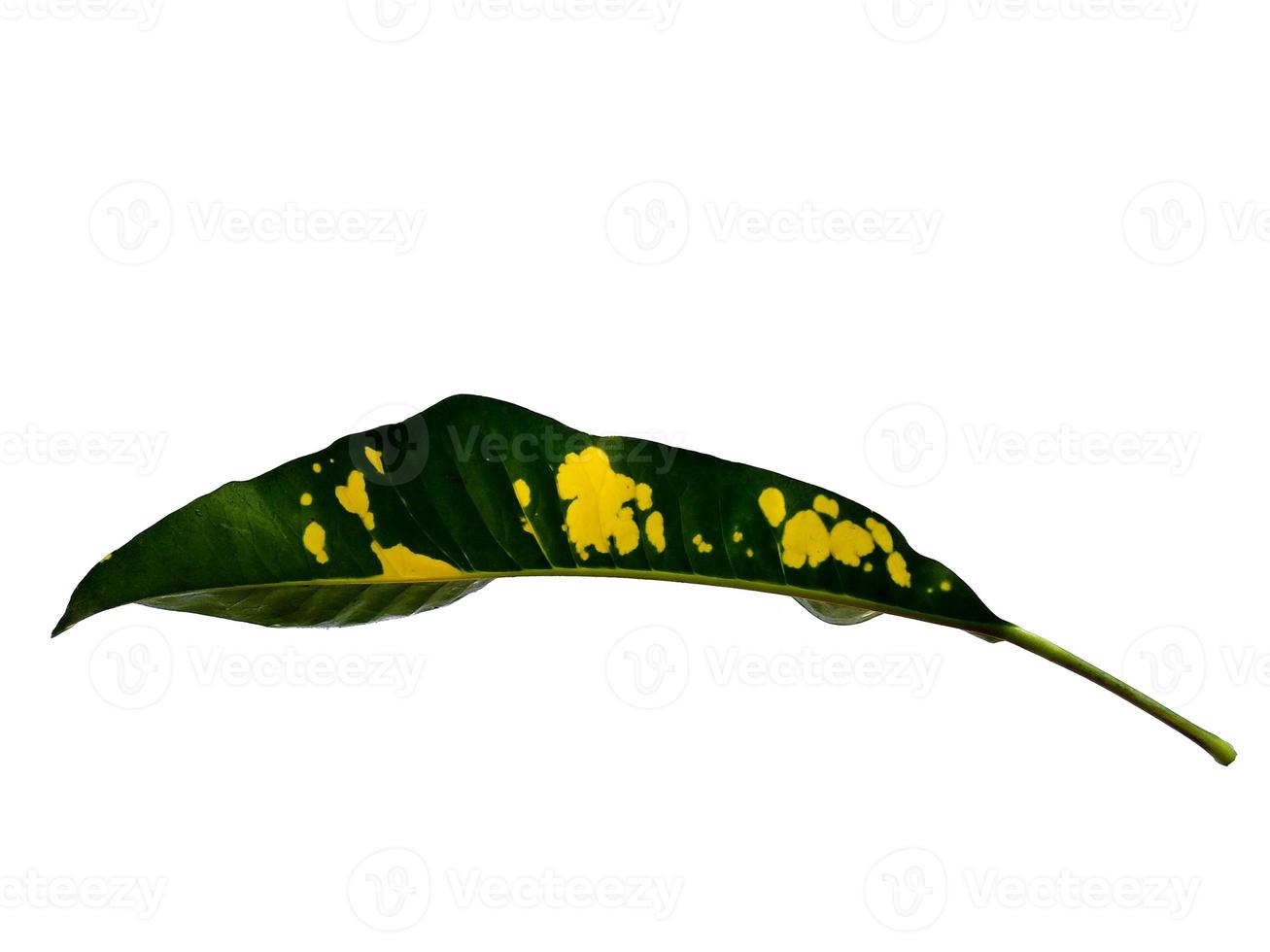 Codiaeum variegatum leaf Isolated on white background photo