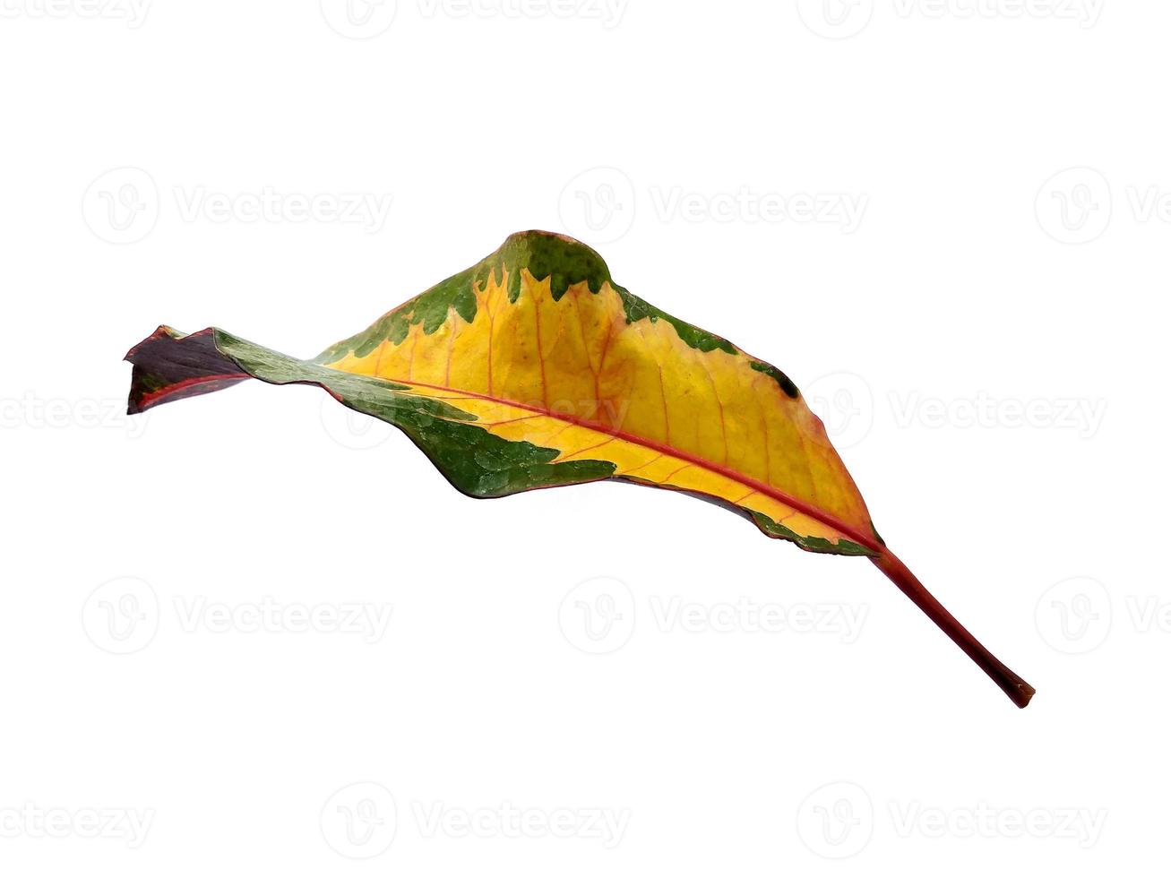 Codiaeum variegatum leaf Isolated on white background photo