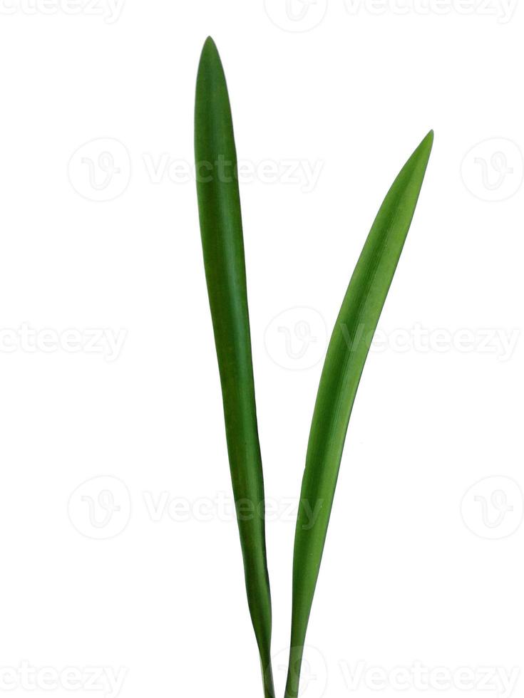 Lilium leaf or Lily leaves Isolated on white background. Green leaves on white background photo