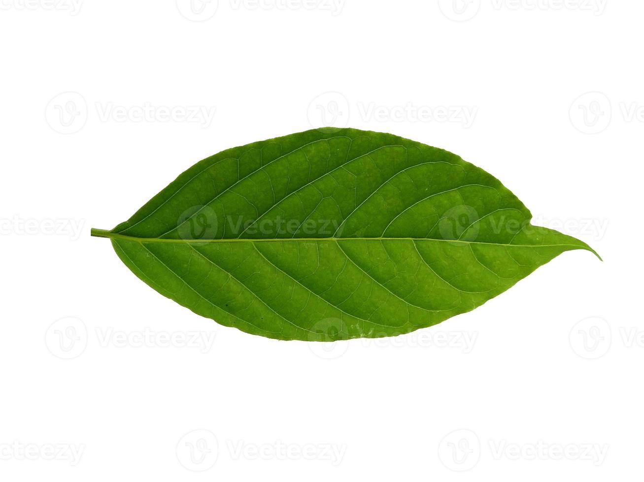 cananga odorata o hoja de plantae aislada sobre fondo blanco foto