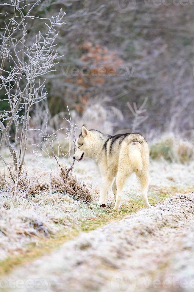 A walk in the morning forest, grass covered with hoarfrost, winter frosts, huskies running for a walk. photo
