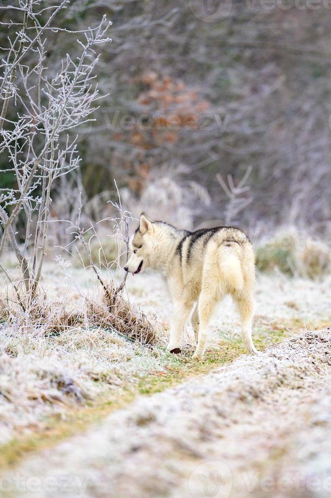 un paseo por el bosque matutino, hierba cubierta de escarcha, heladas invernales, huskies corriendo a dar un paseo. foto