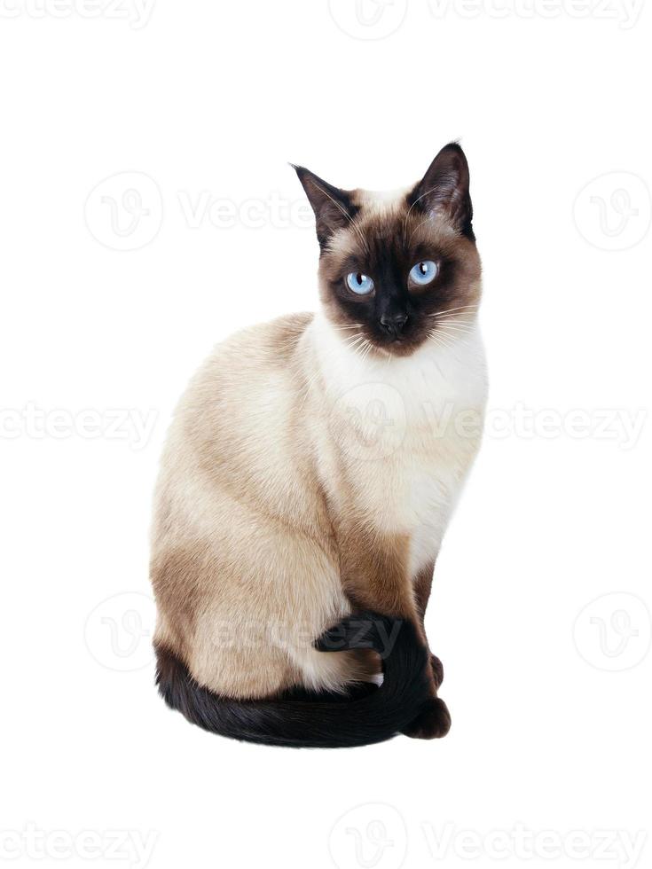 siamese cat isolated on white photo