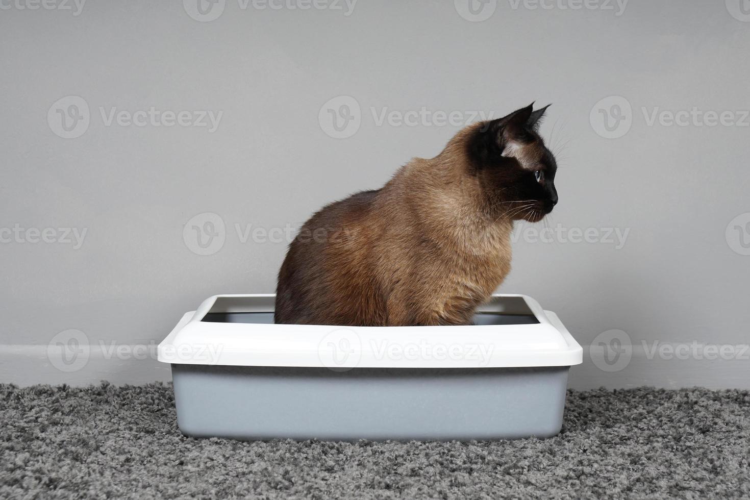 housebroken cat sitting in cat's toilet or litter box photo