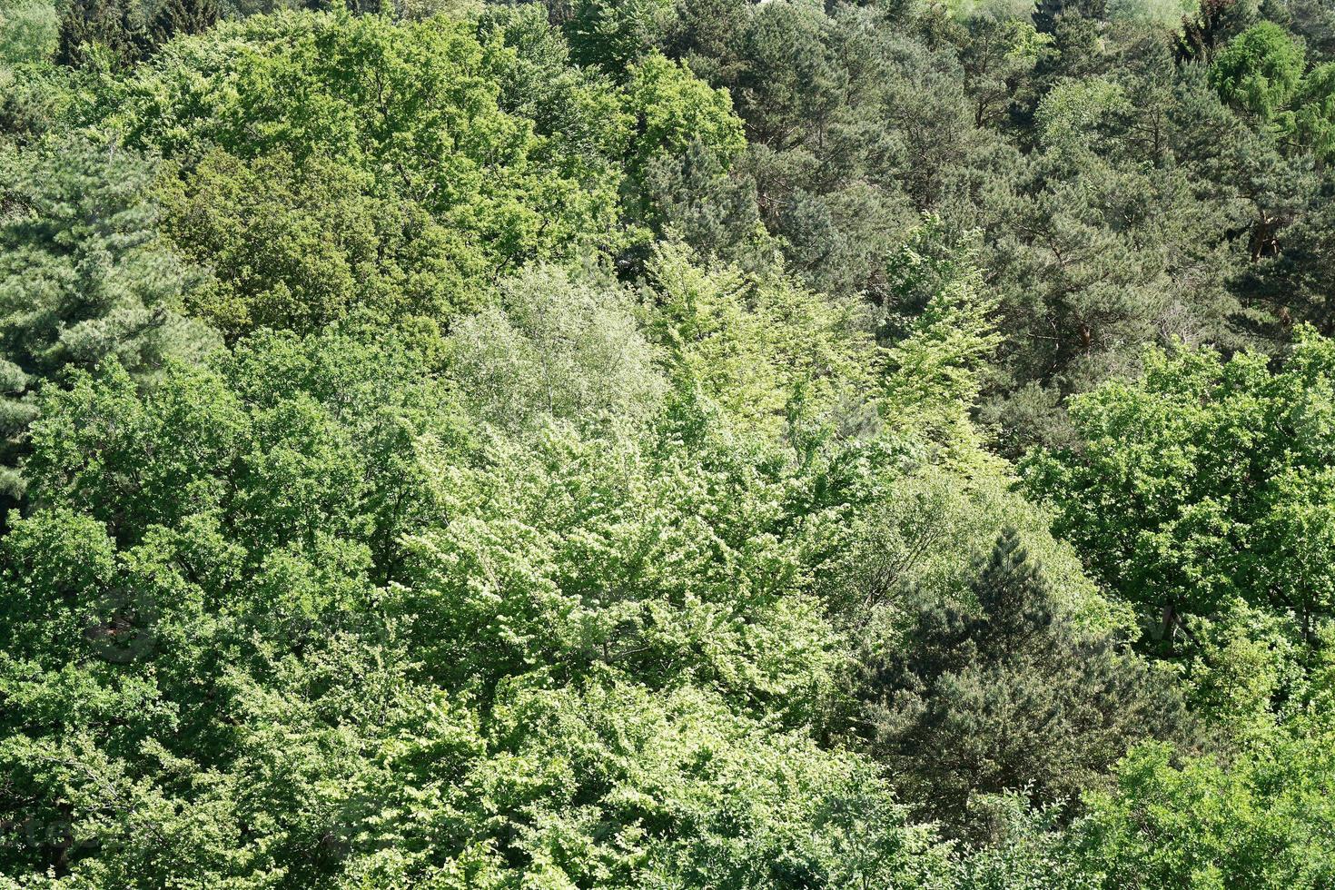 aerial view of german mixed forest in spring photo
