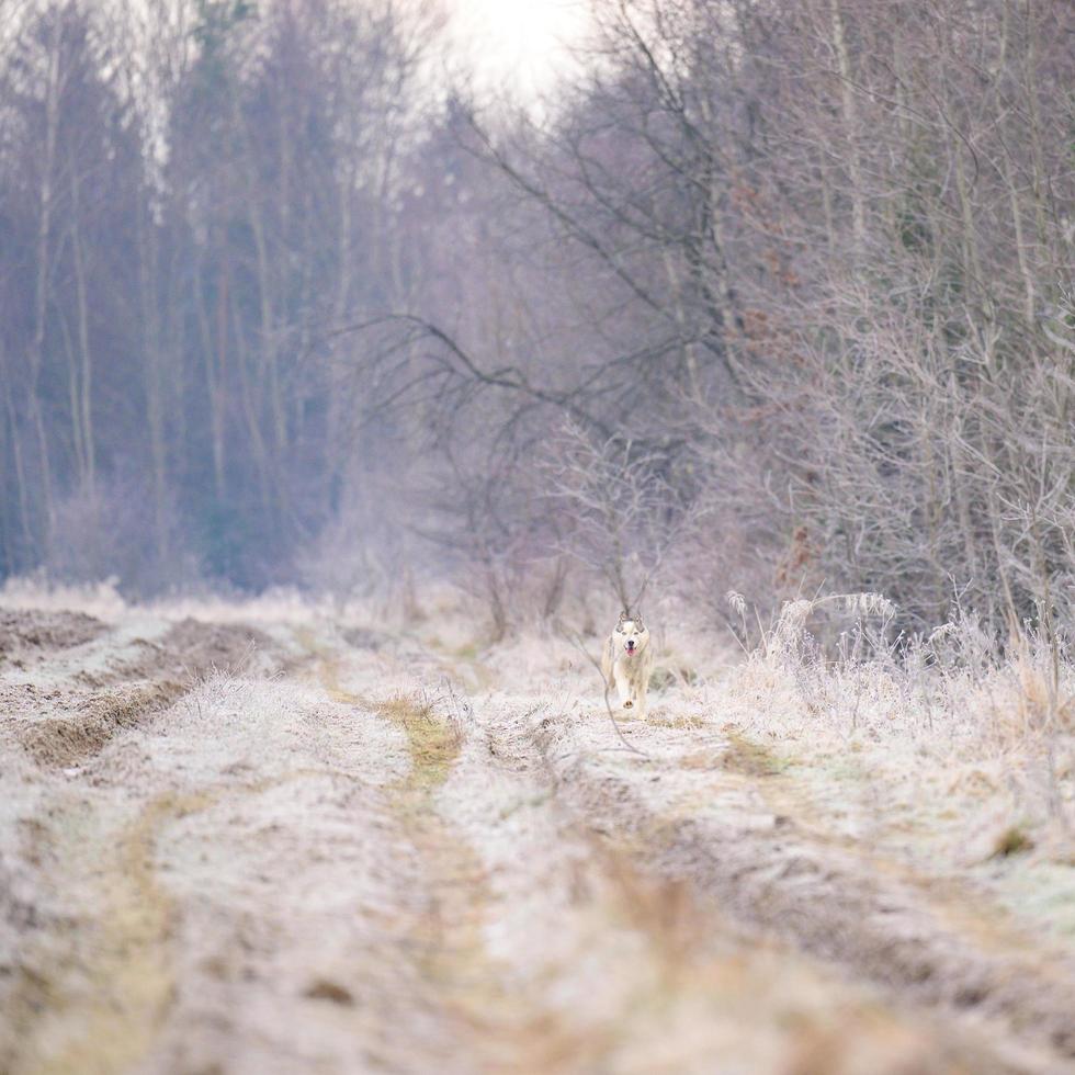 Husky jogging, morning autumn frosts on the grass, a walk with a dog. photo