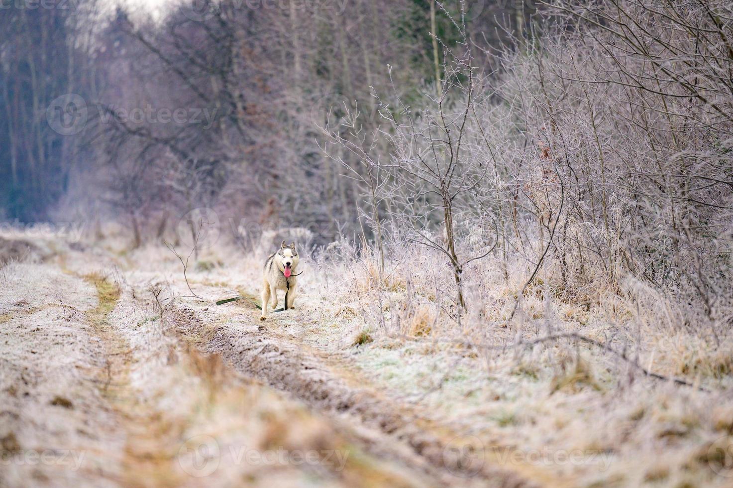 Morning autumn frosts on the grass, husky dog, dog walk in the woods. photo