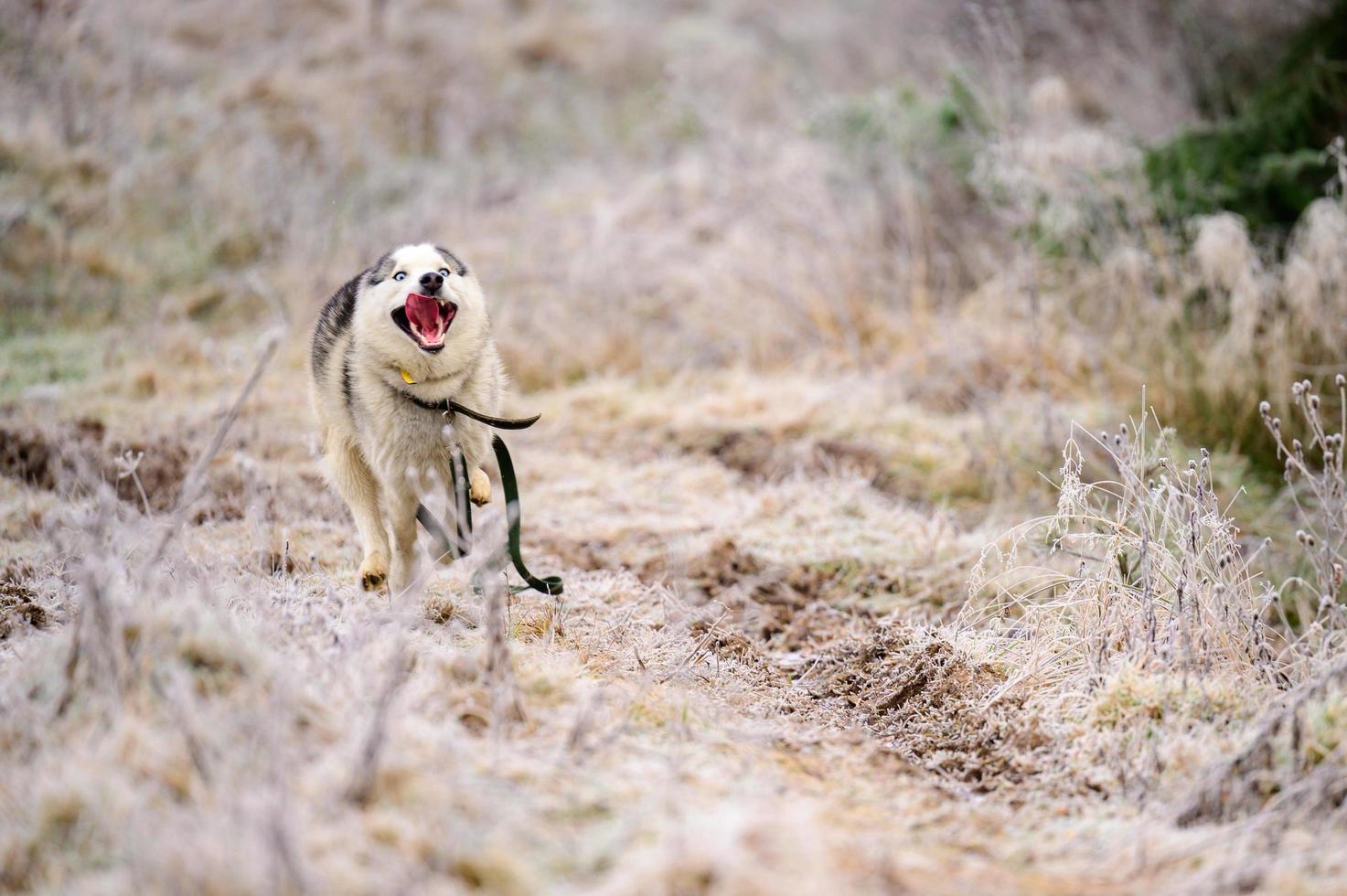 Husky jogging, morning autumn frosts on the grass, a walk with a dog. photo