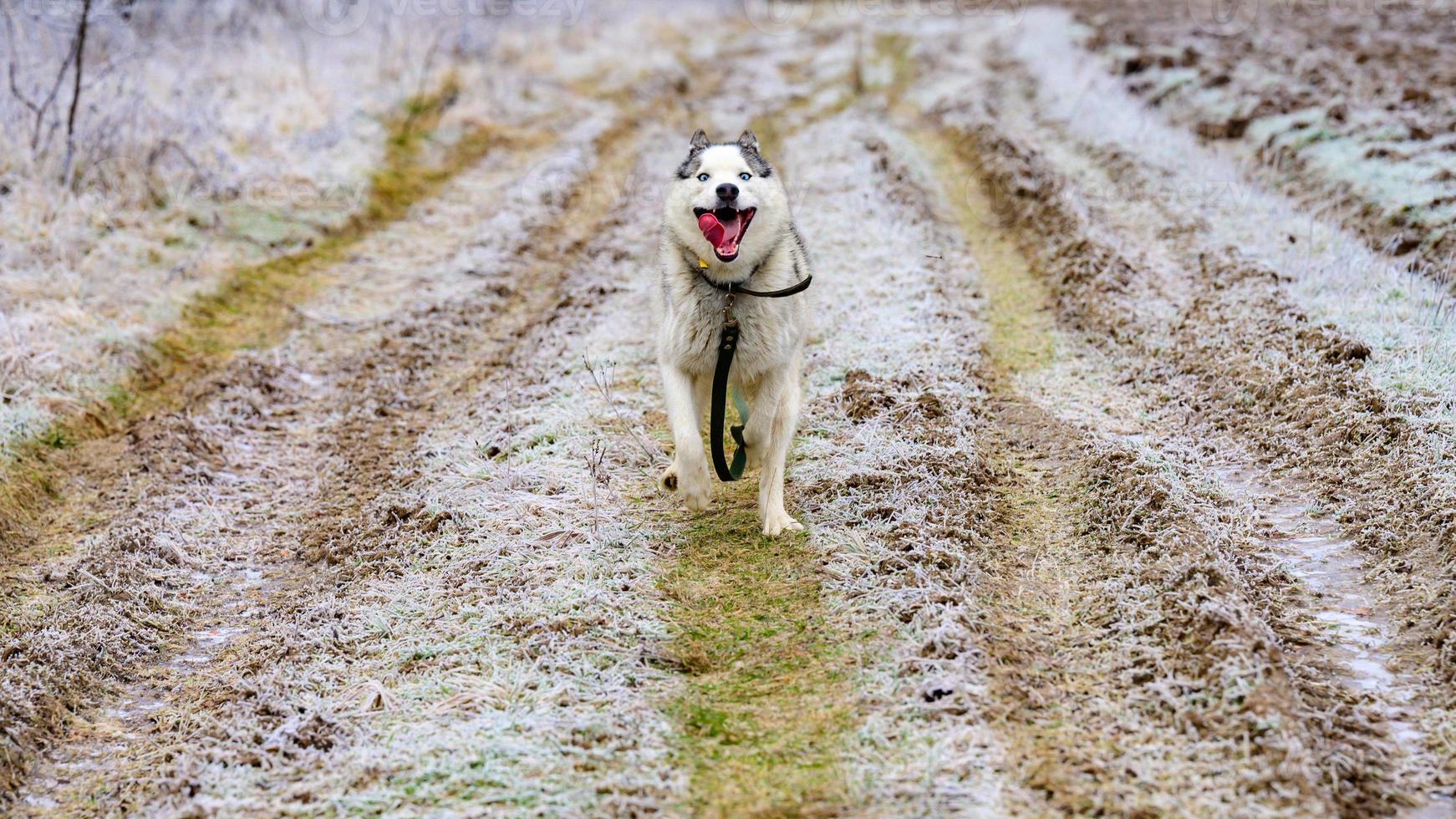 riding dog of the Siberian Husky breed in the woods on a walk, morning frosts on the grass in late autumn. photo
