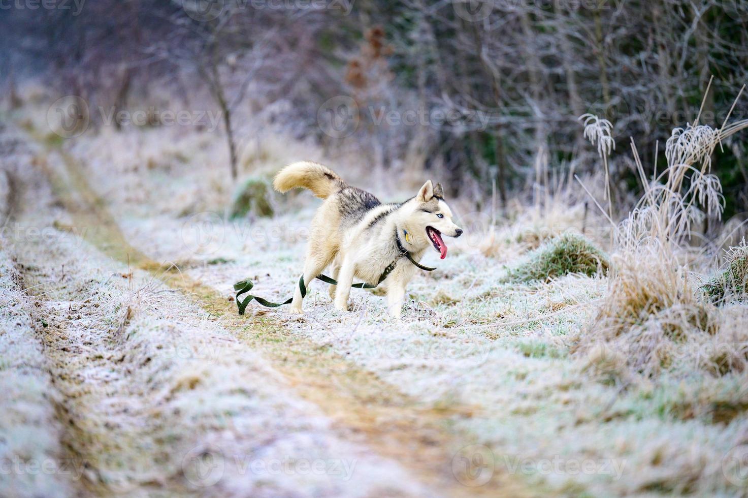 Morning autumn frosts on the grass, husky dog, dog walk in the woods. photo