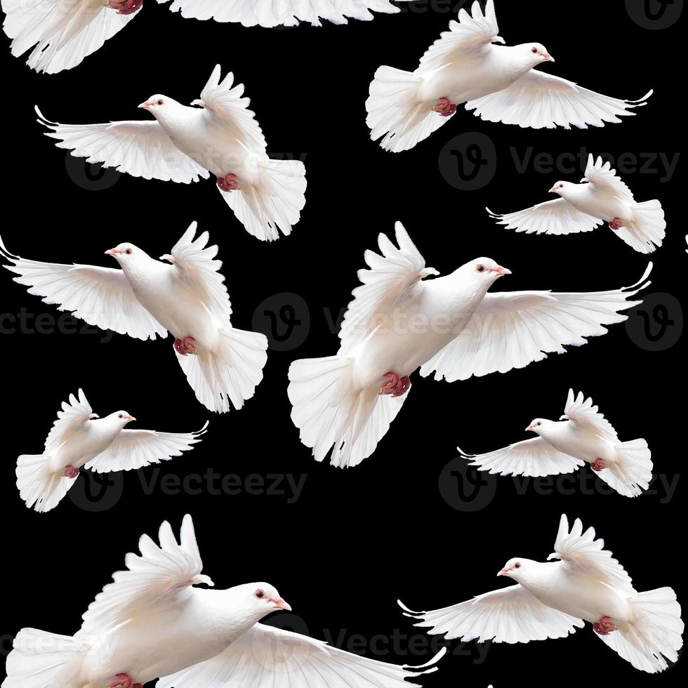 dove seamless pattern perfect for background or wallpaper photo