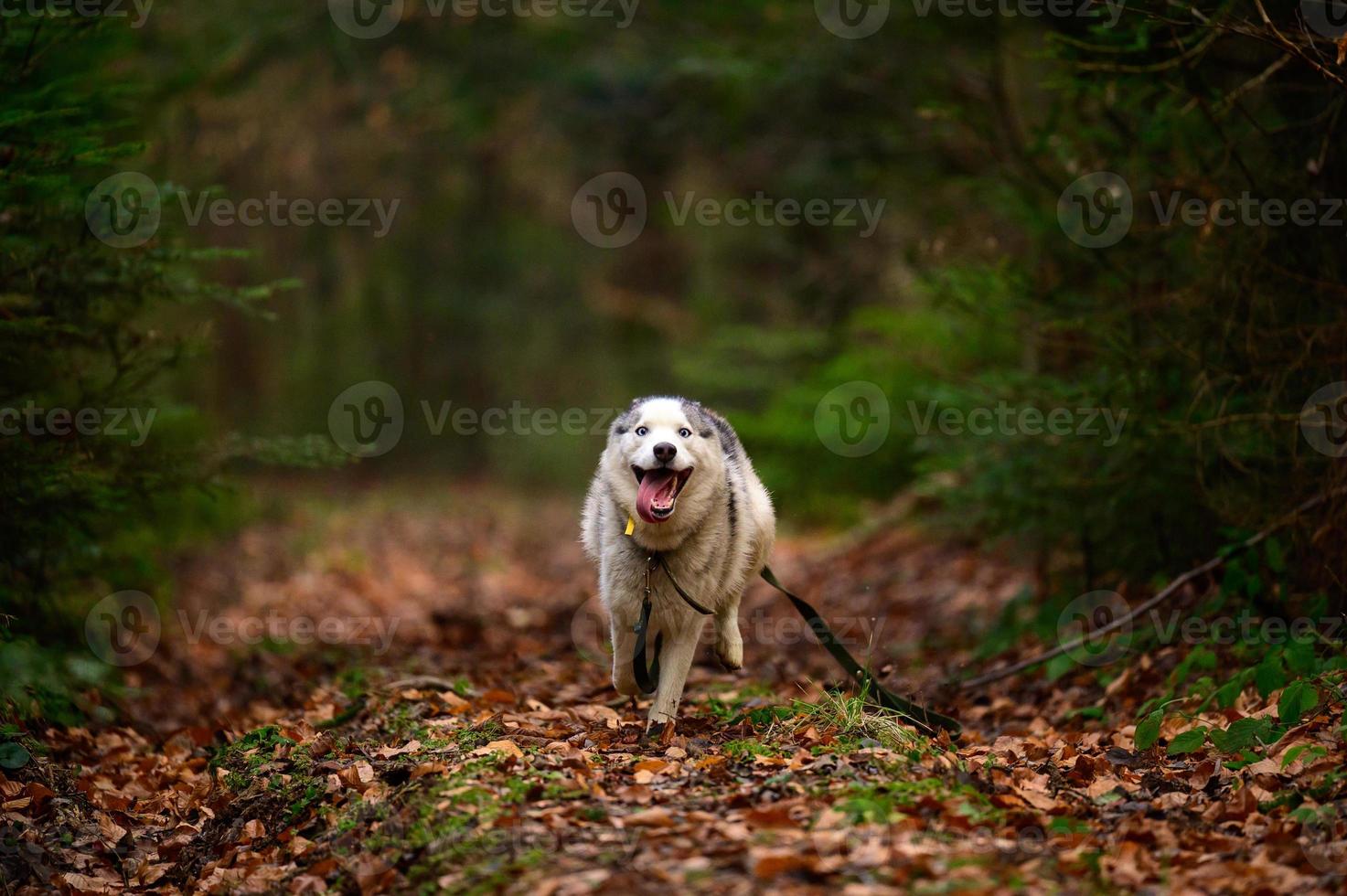 husky trotando en el bosque, retrato de un husky en el bosque de otoño, mascota feliz. foto