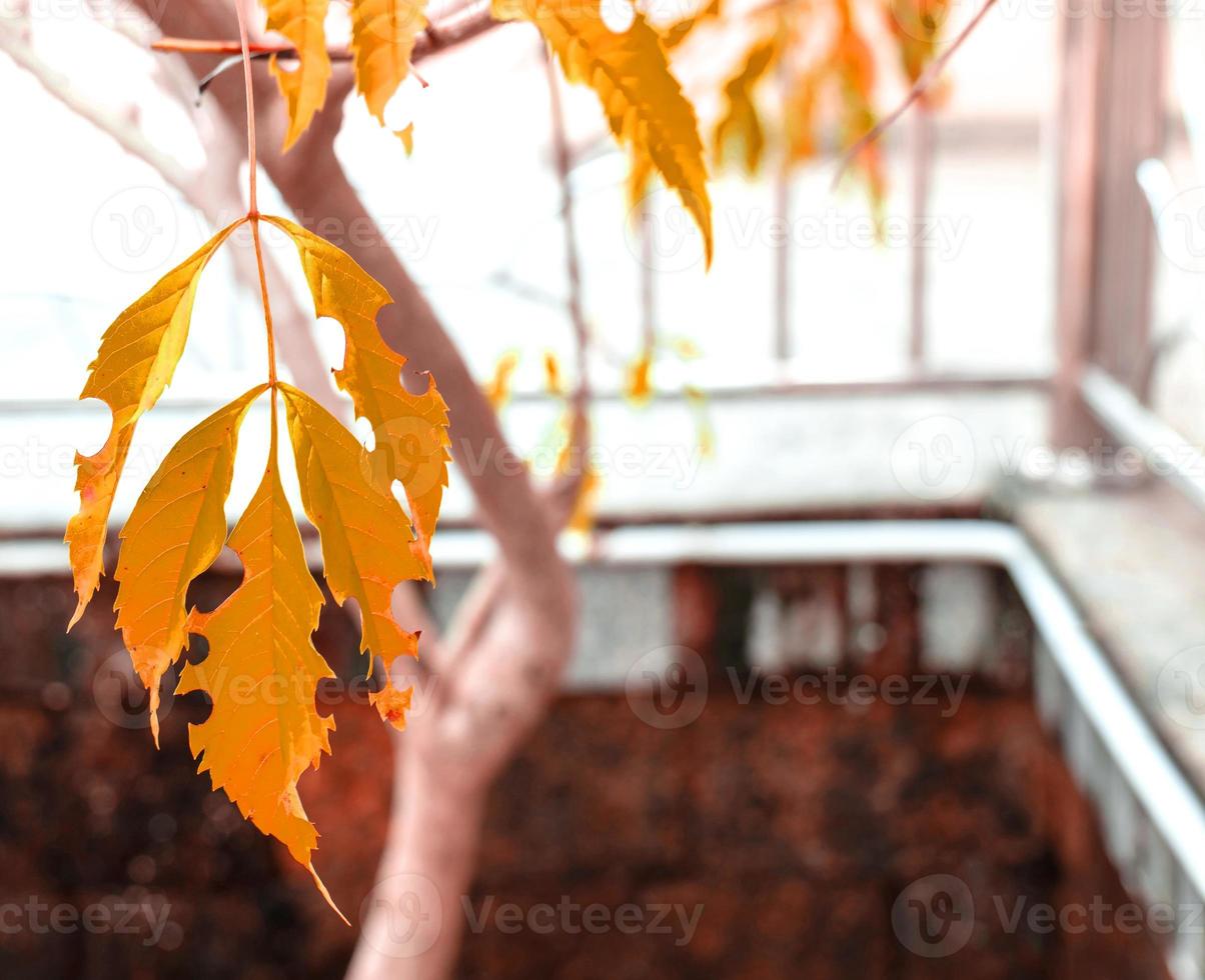 The leaves are about to fall in the season. It can be noticed from the color that starts from yellow to orange. Before this time it was green. photo