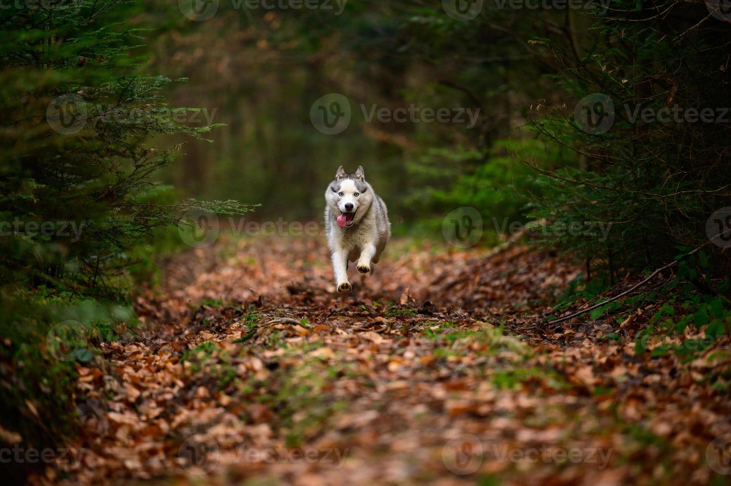 Husky jogging in the woods, portrait of a husky in the autumn forest, happy pet. photo