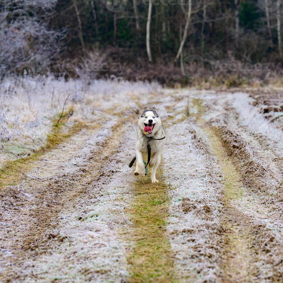 riding dog of the Siberian Husky breed in the woods on a walk, morning frosts on the grass in late autumn. photo