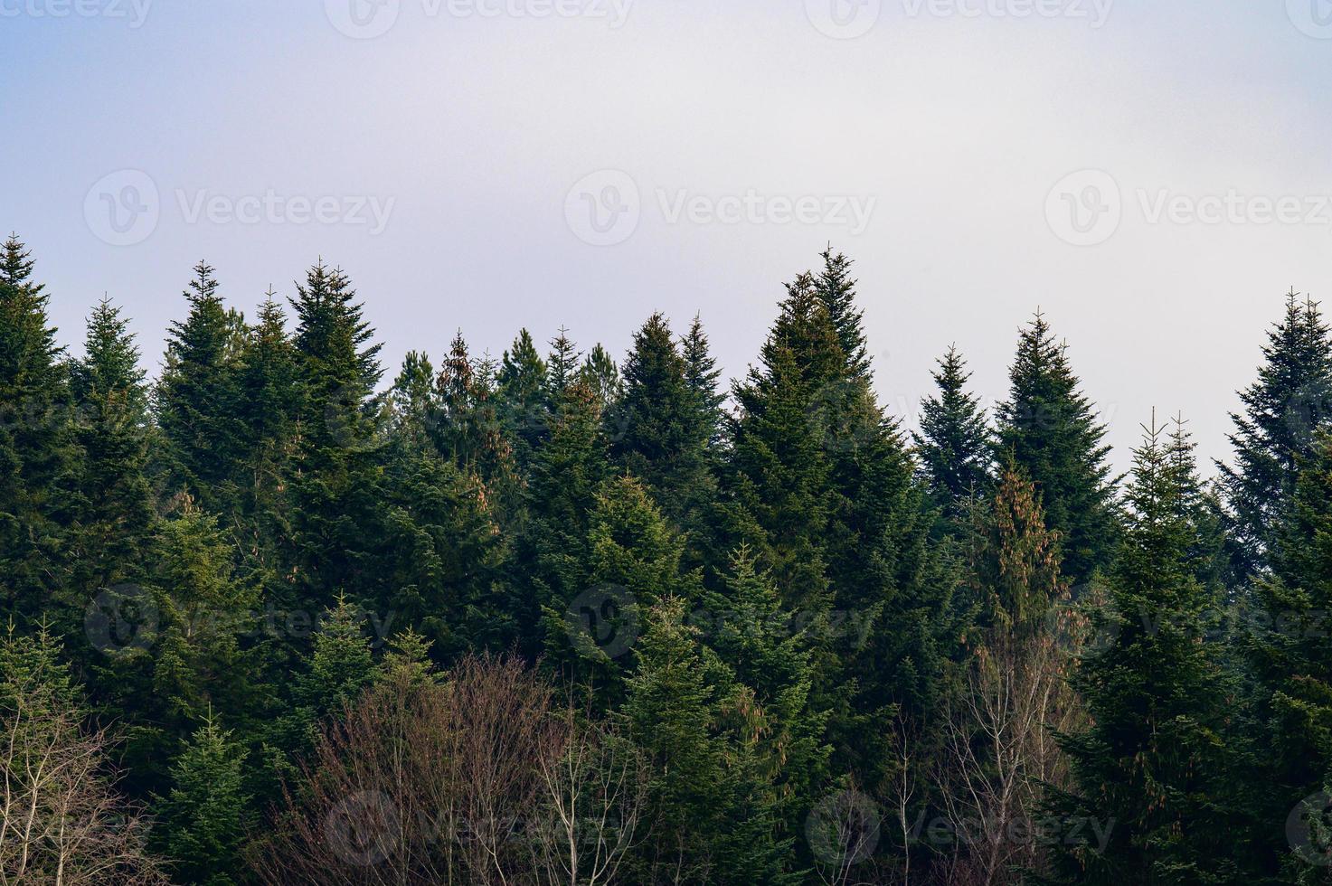 The majesty of the silent evergreen forest, spruce and pine forest during frost, a natural winter phenomenon. photo