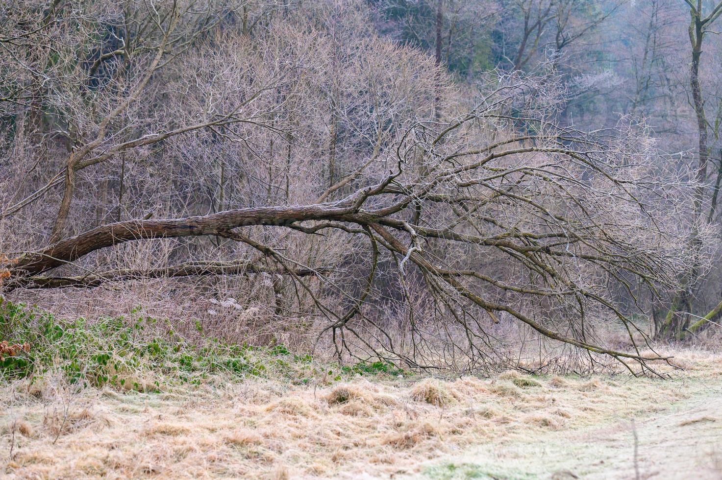 Forest and all the beauty of the morning frost in early winter, autumn frosts on the grass and trees. photo