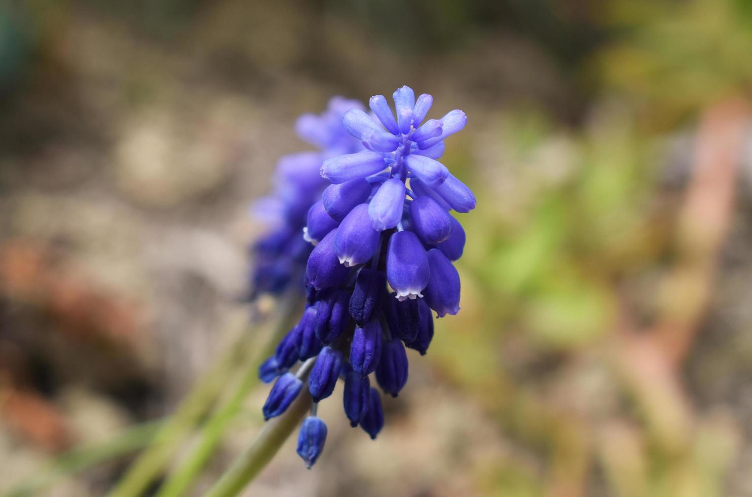 Spring Time Flowers photo