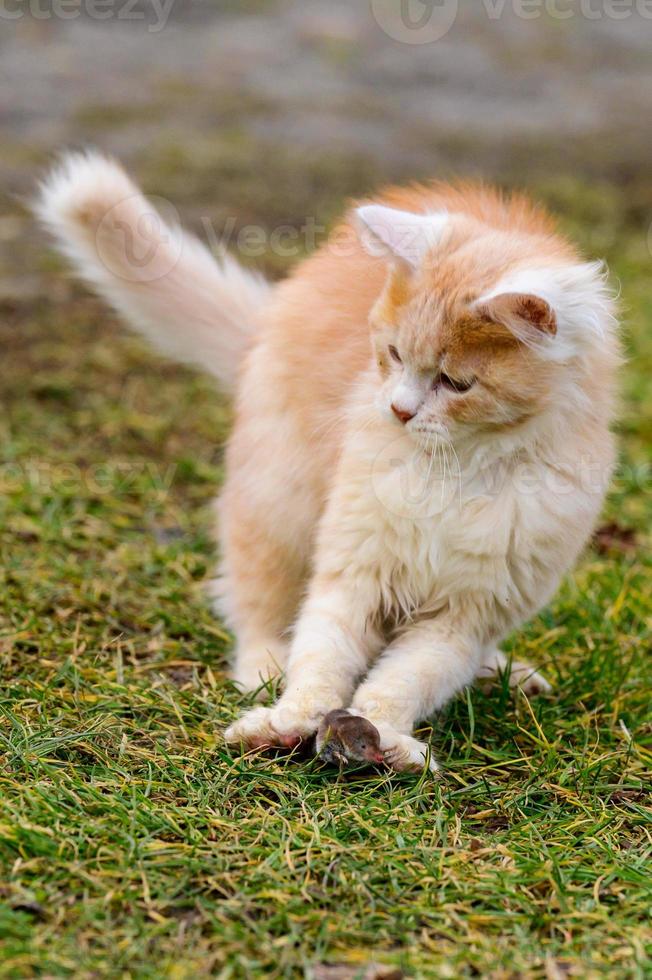 A red cat plays with its prey, cat food, mole and cat. photo