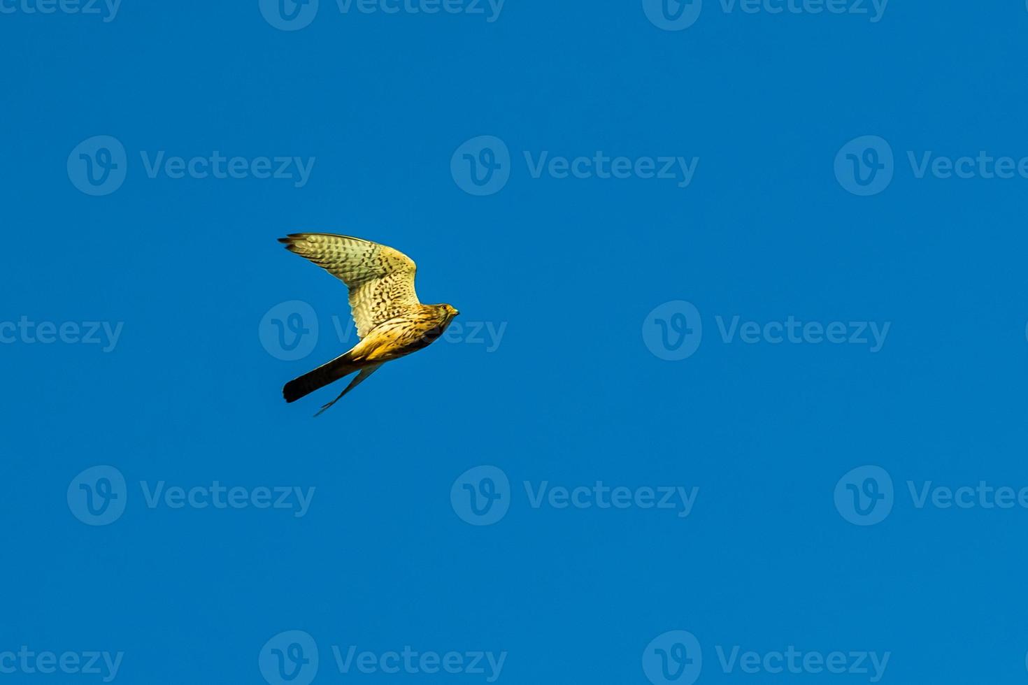 Falcon flying under the blue sky photo