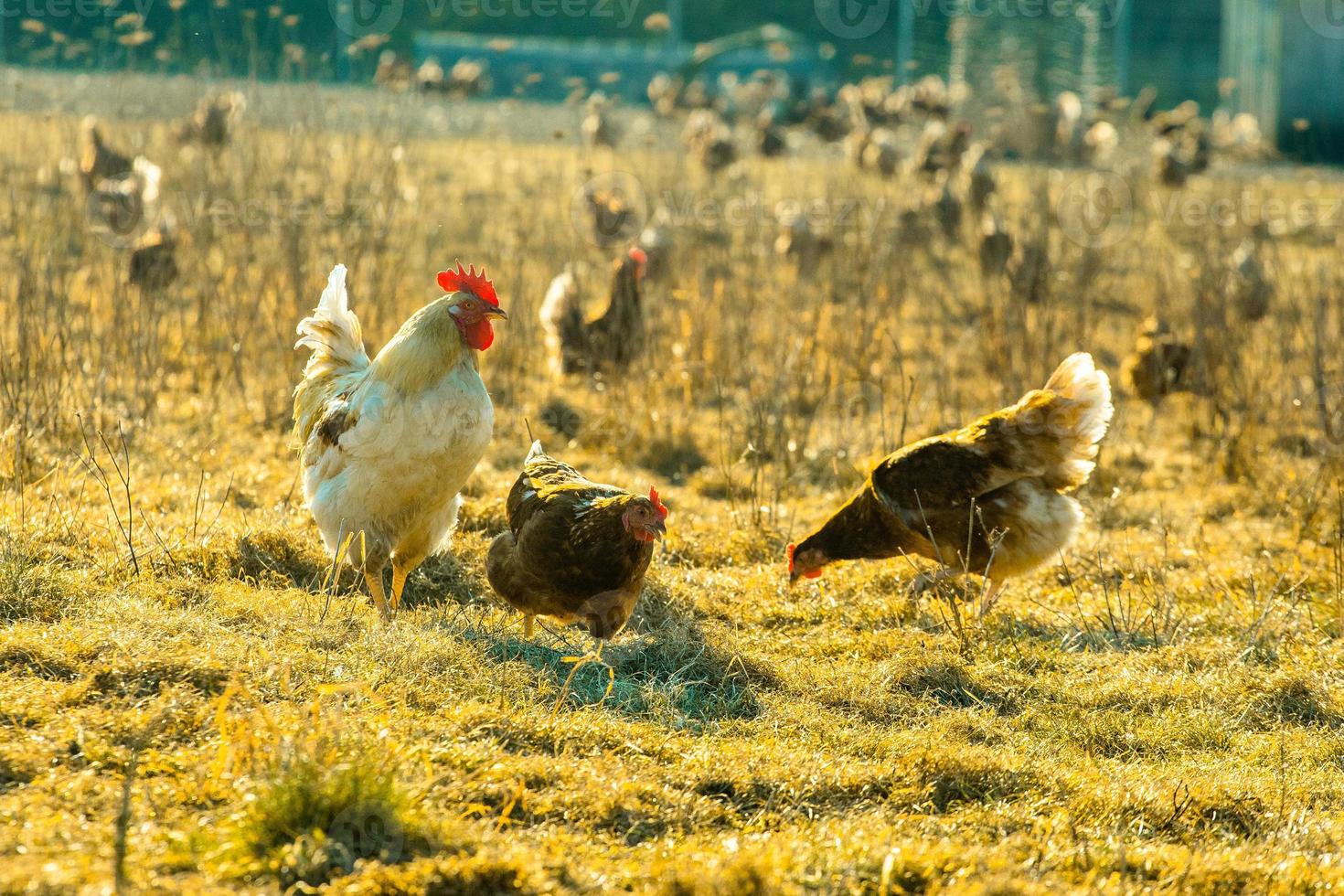 Rooster and chickens on field with dry grass photo