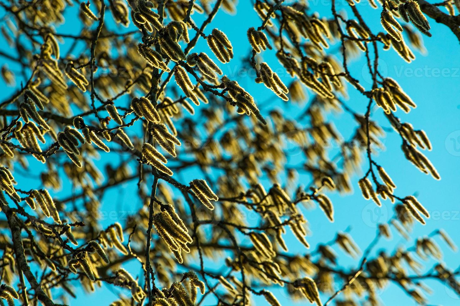 Catkin blown by wind on sunny day photo