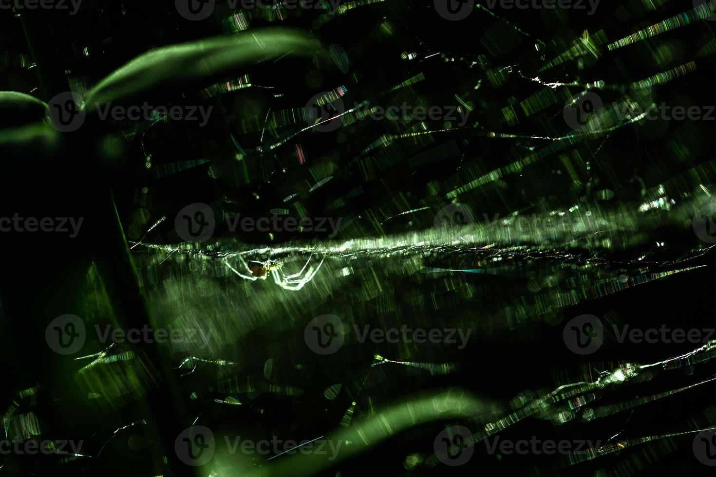 araña colgando de la telaraña entre la hierba oscura en el bosque oscuro foto