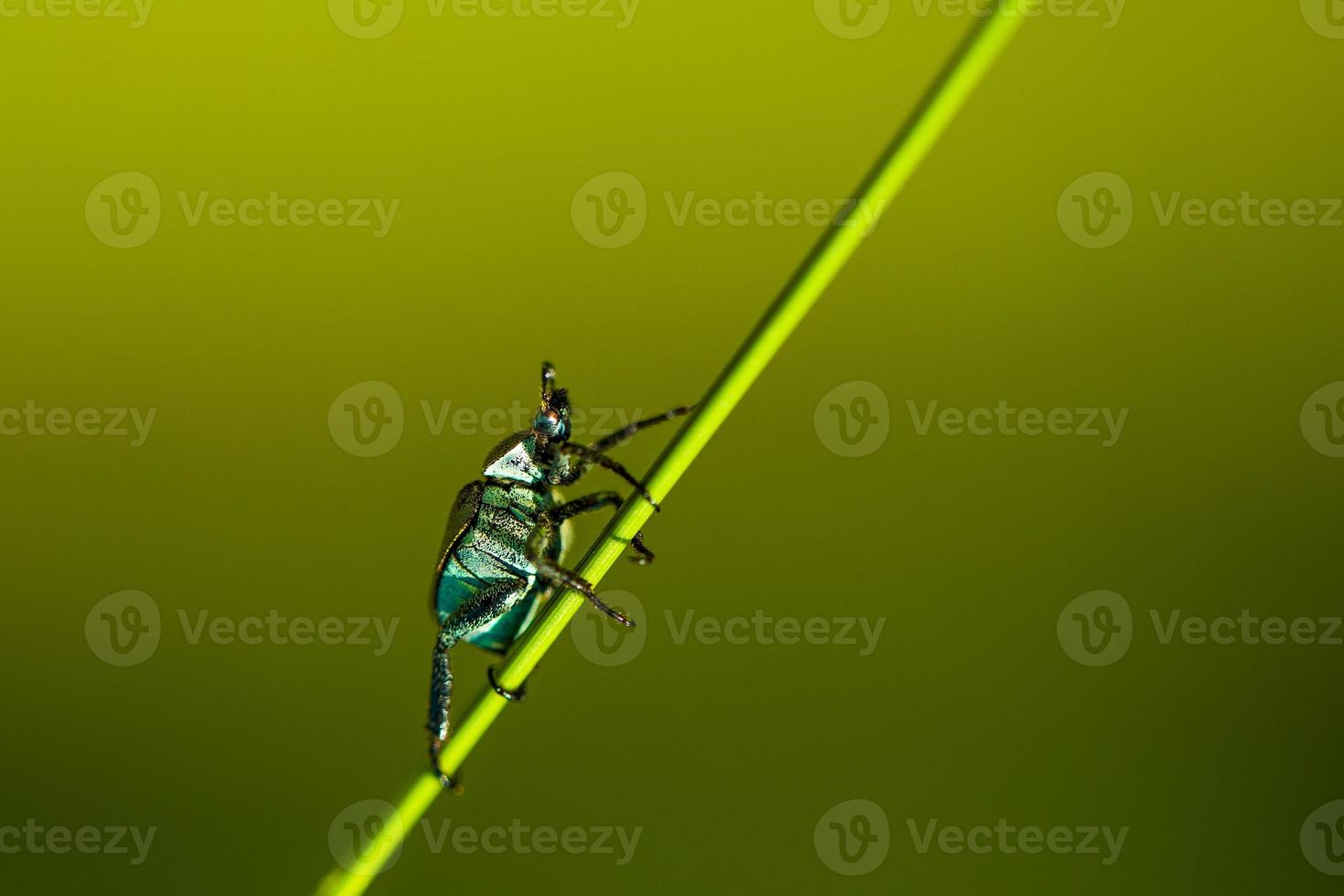 climbing on grass photo