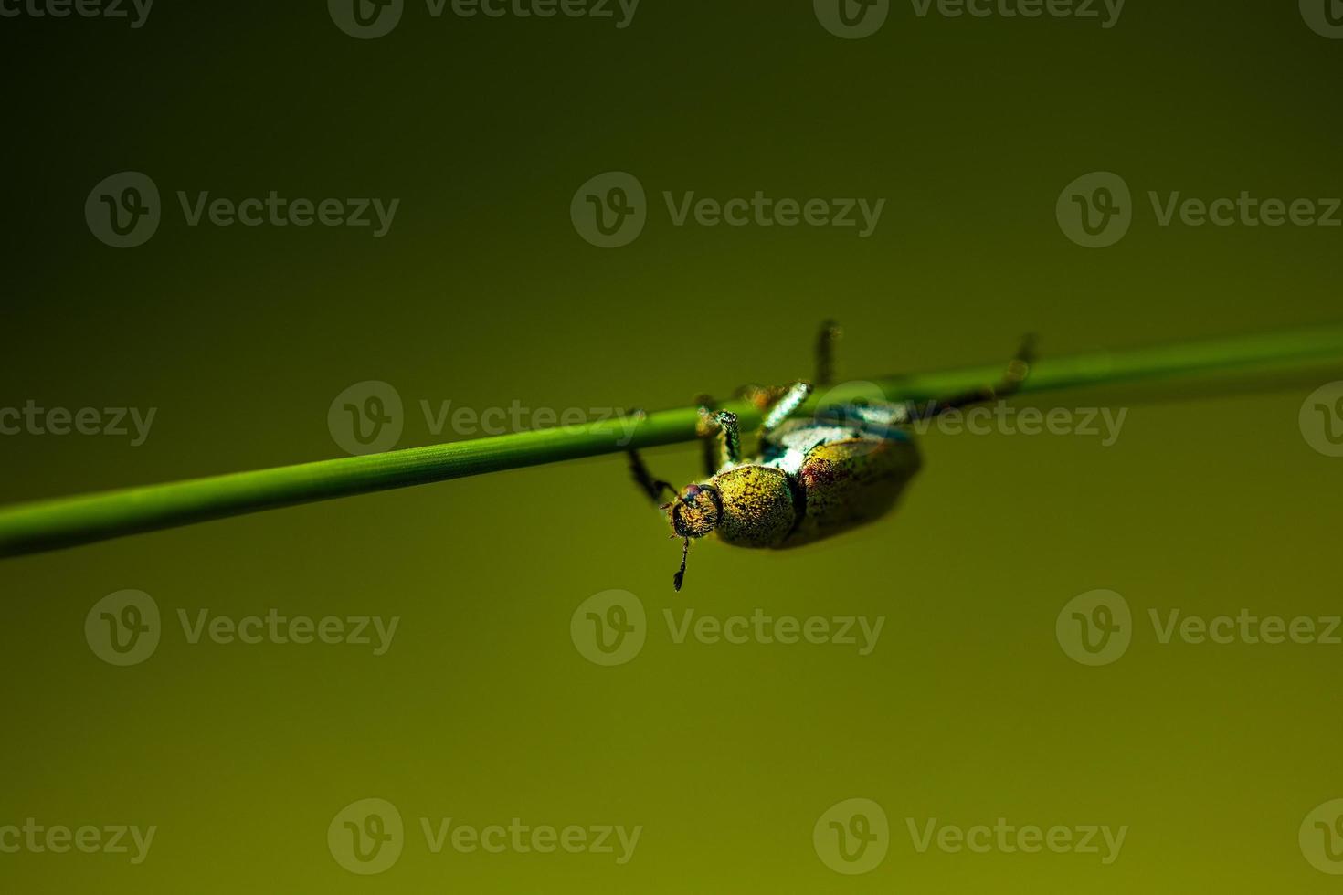 Small green beetle hanging from grass photo