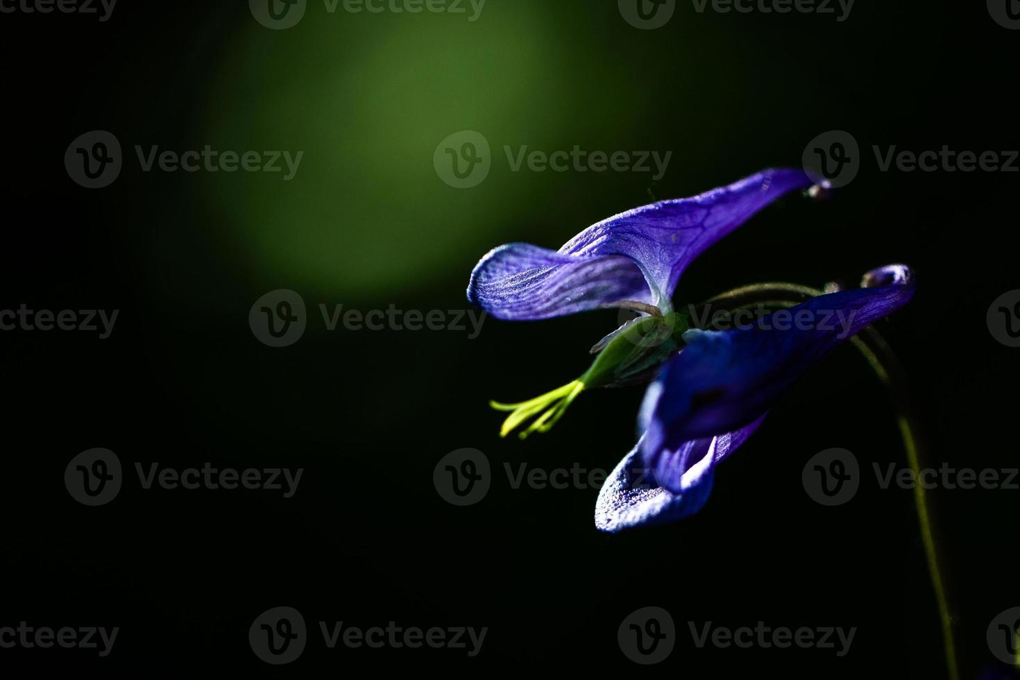 Abstract image of purple flower front of dark background photo