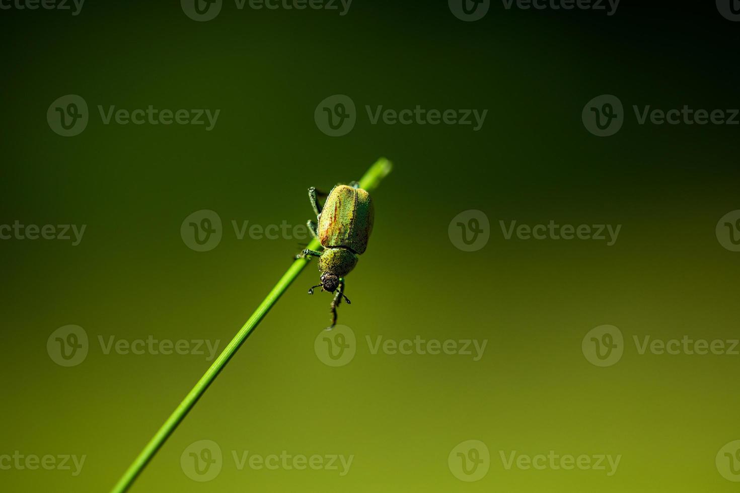 Small green beetle hanging from grass photo