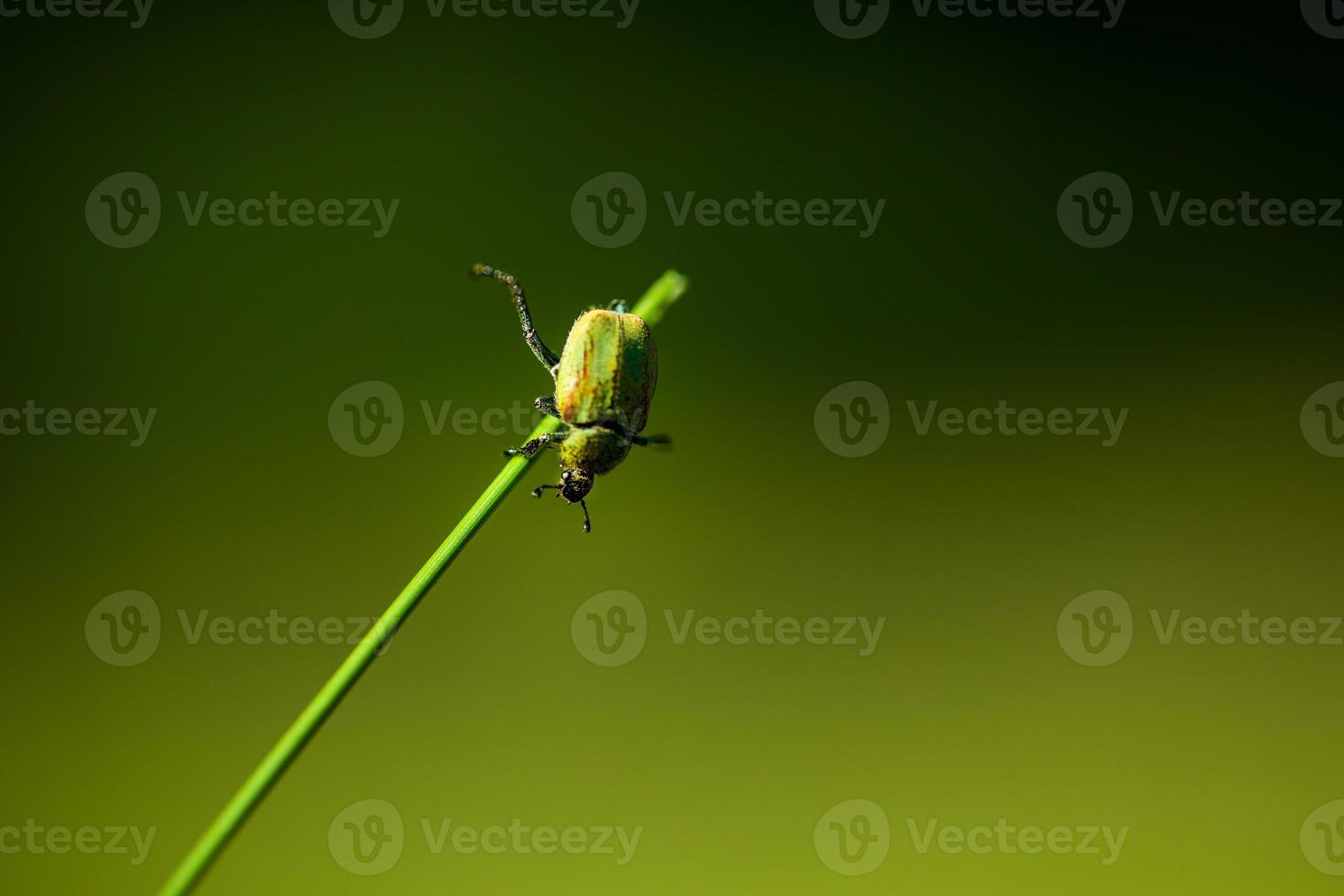 Small green beetle hanging from grass photo