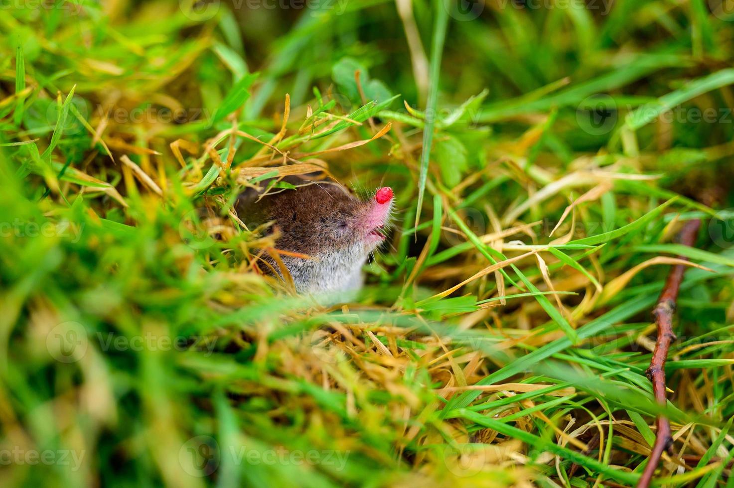 un pequeño topo gris salió del suelo, un animal en la hierba. foto