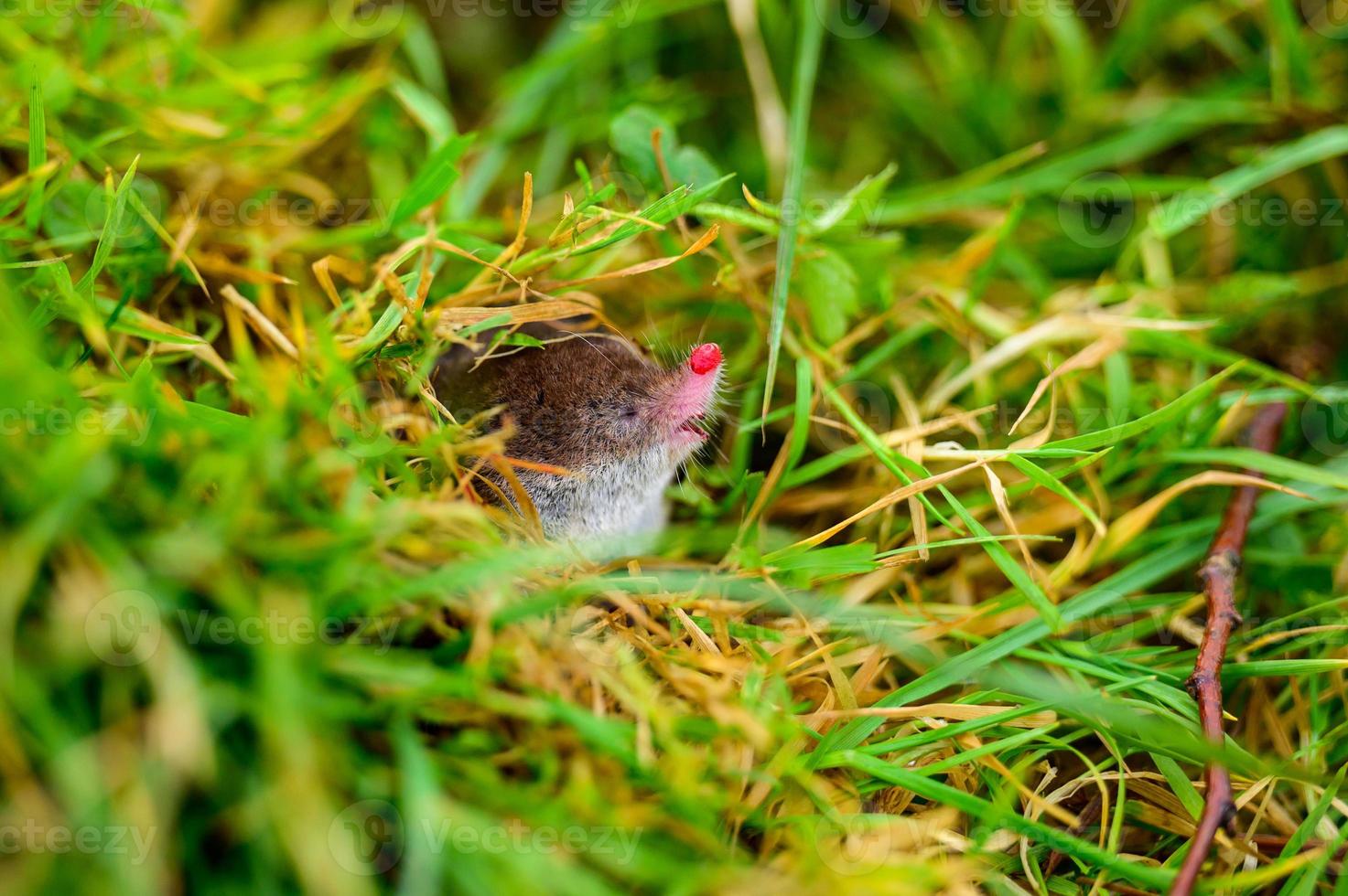 A small gray mole climbed out of the ground, an animal in the grass. photo