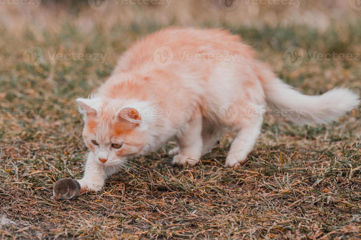 A fluffy pet plays with its prey, a mole as food for a cat, a rodent and a cat. photo