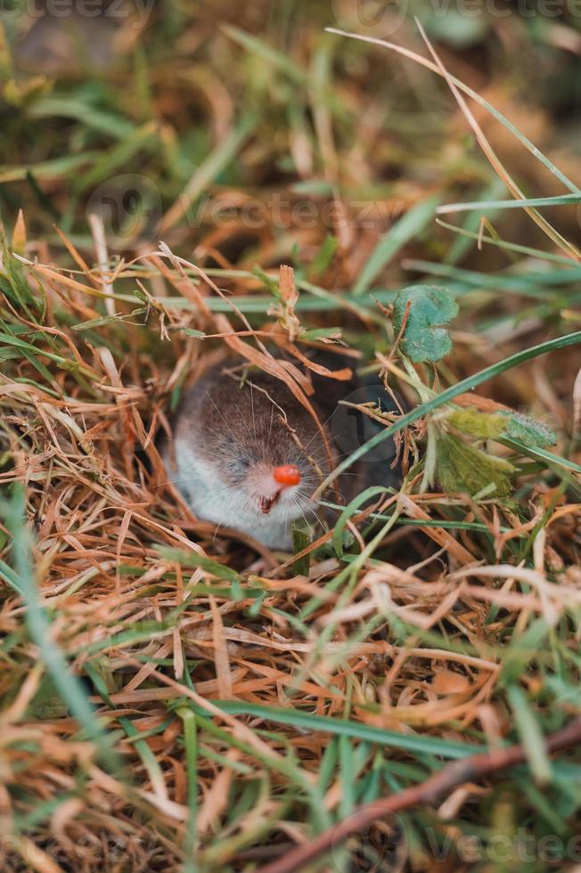 A small gray mole climbed out of the ground, an animal in the grass. photo