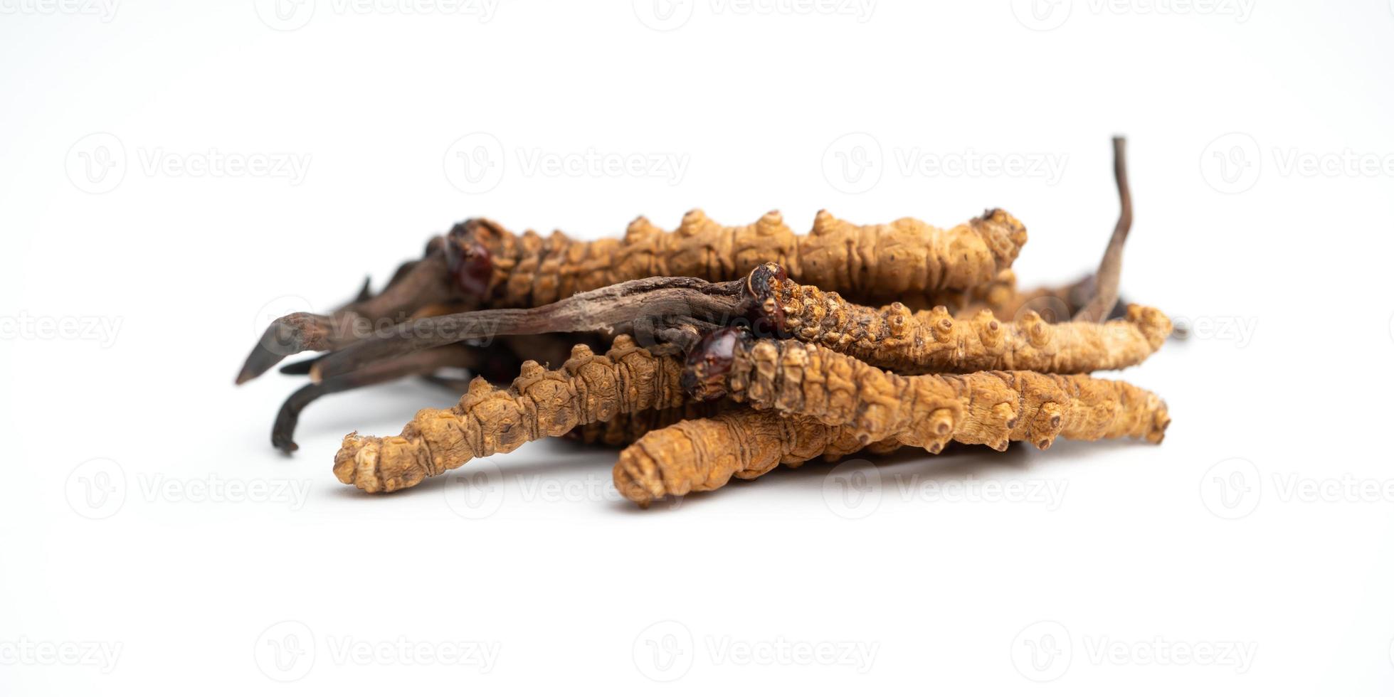 close up Ophiocordyceps sinensis or mushroom cordycep this is a herbs. Medicinal properties in the treatment of diseases. photo
