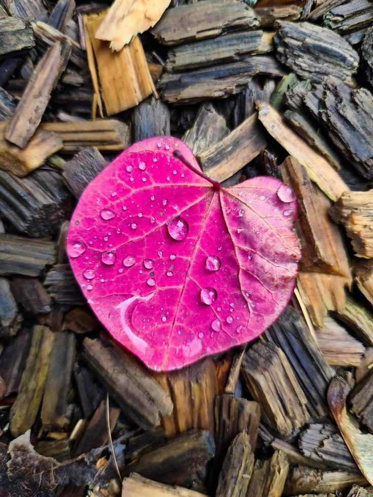 Selective focus of an autumn leaf in heart shape - romantic background with love and compassion. photo