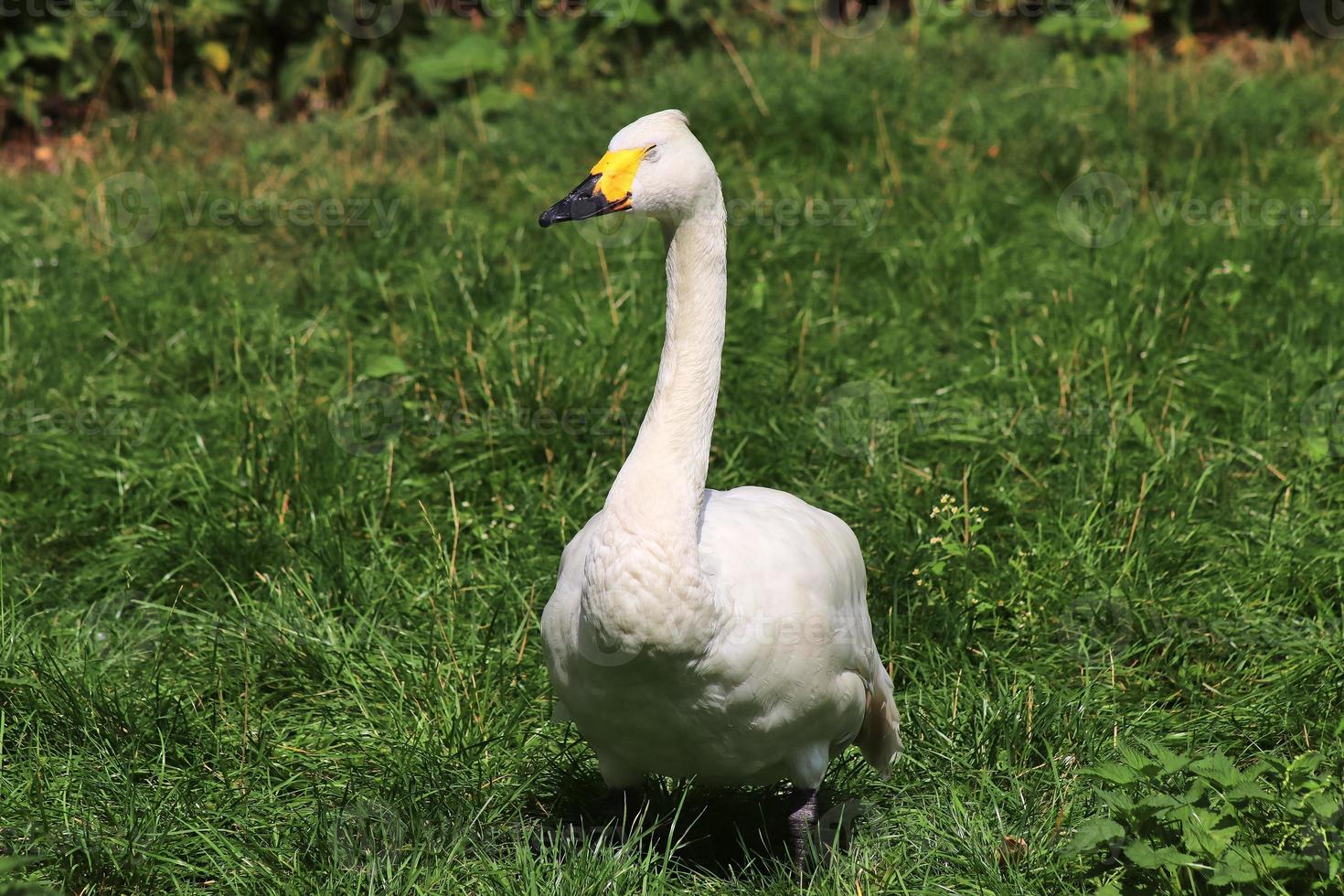 Beautiful ducks running around in a green rural environment photo