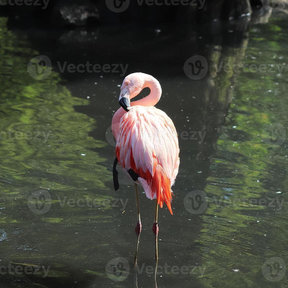 Colorful pink flamingo bird in a close up view on a sunny summer day photo