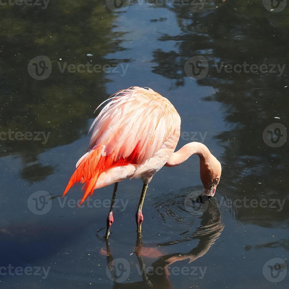 Colorful pink flamingo bird in a close up view on a sunny summer day photo