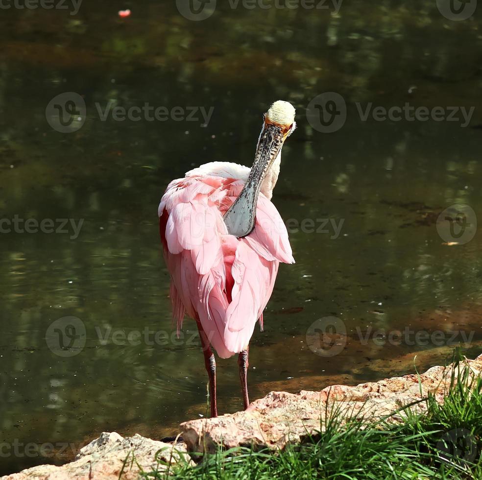 Colorful pink flamingo bird in a close up view on a sunny summer day photo