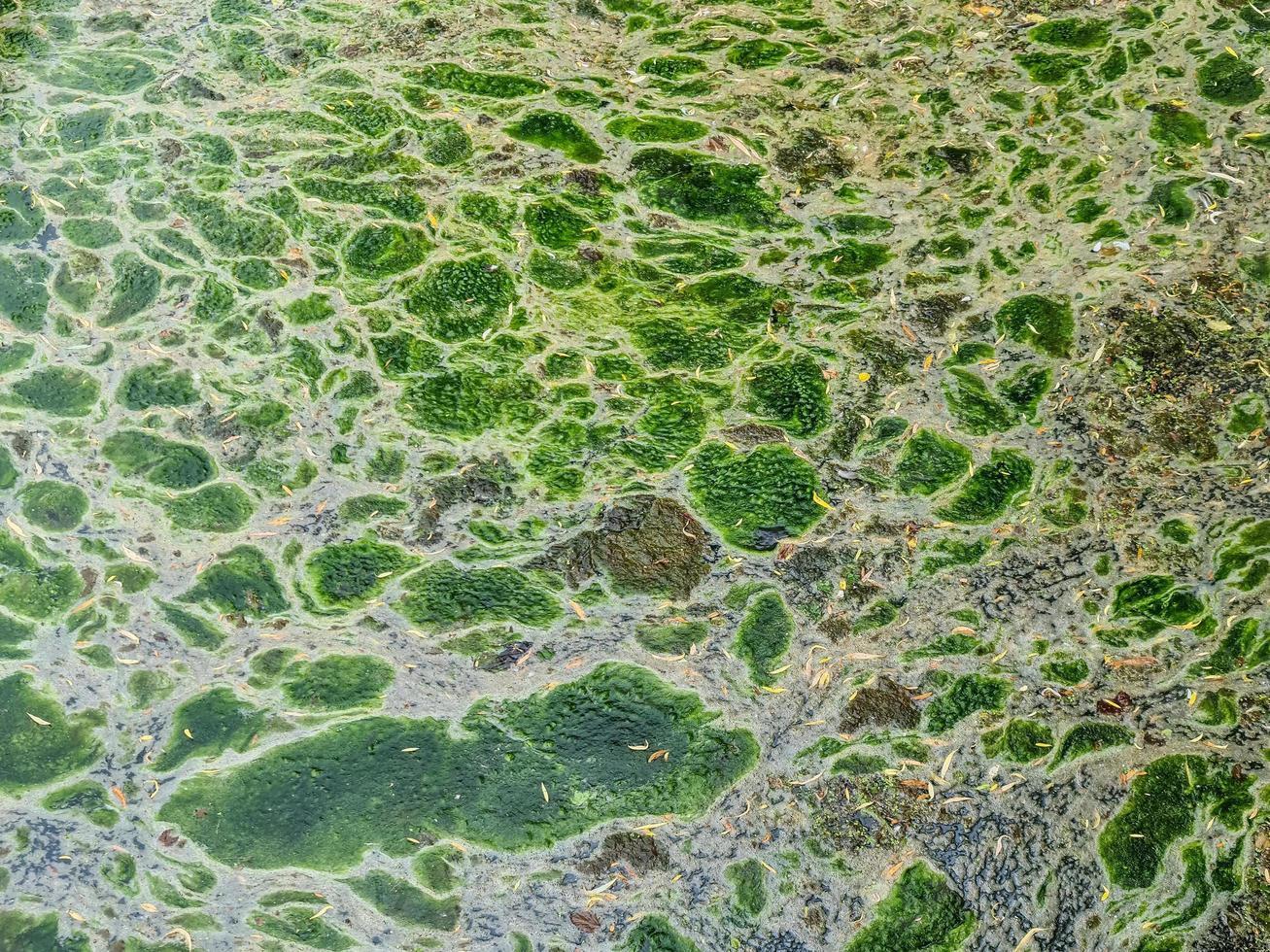 patrón de textura de fondo de algea formando una capa gruesa en la superficie del agua foto