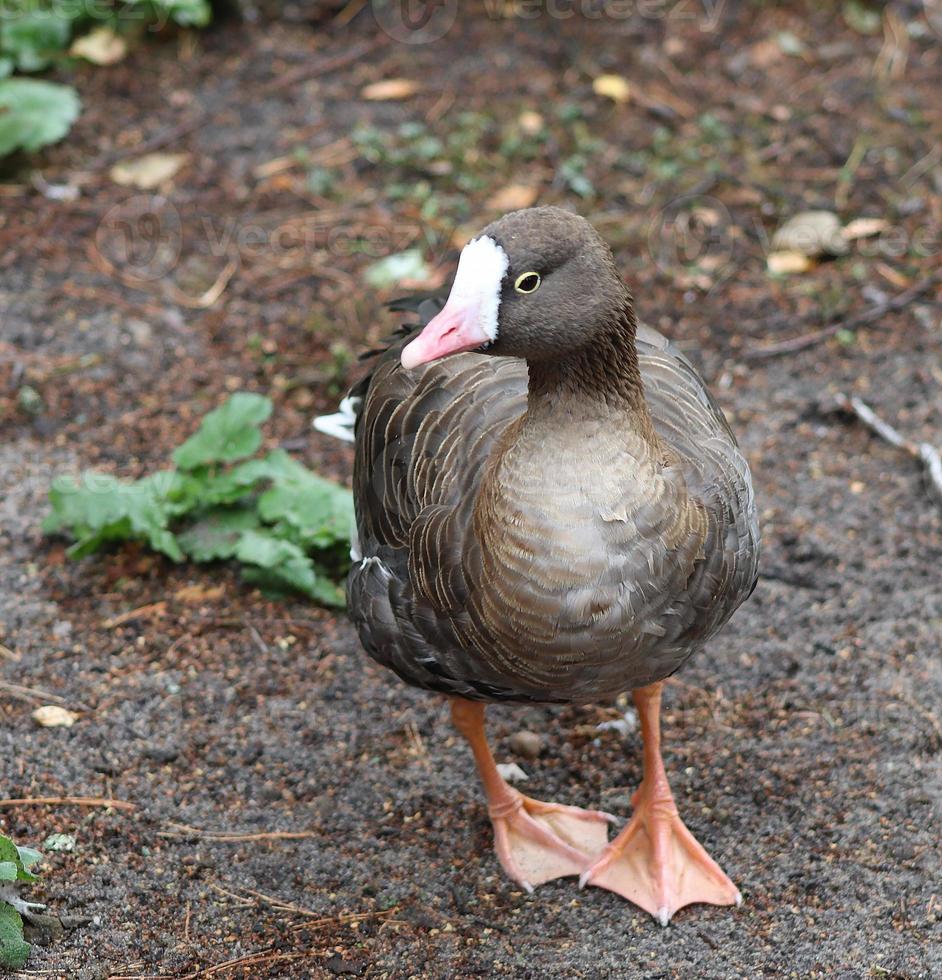 Beautiful ducks running around in a green rural environment 7292215