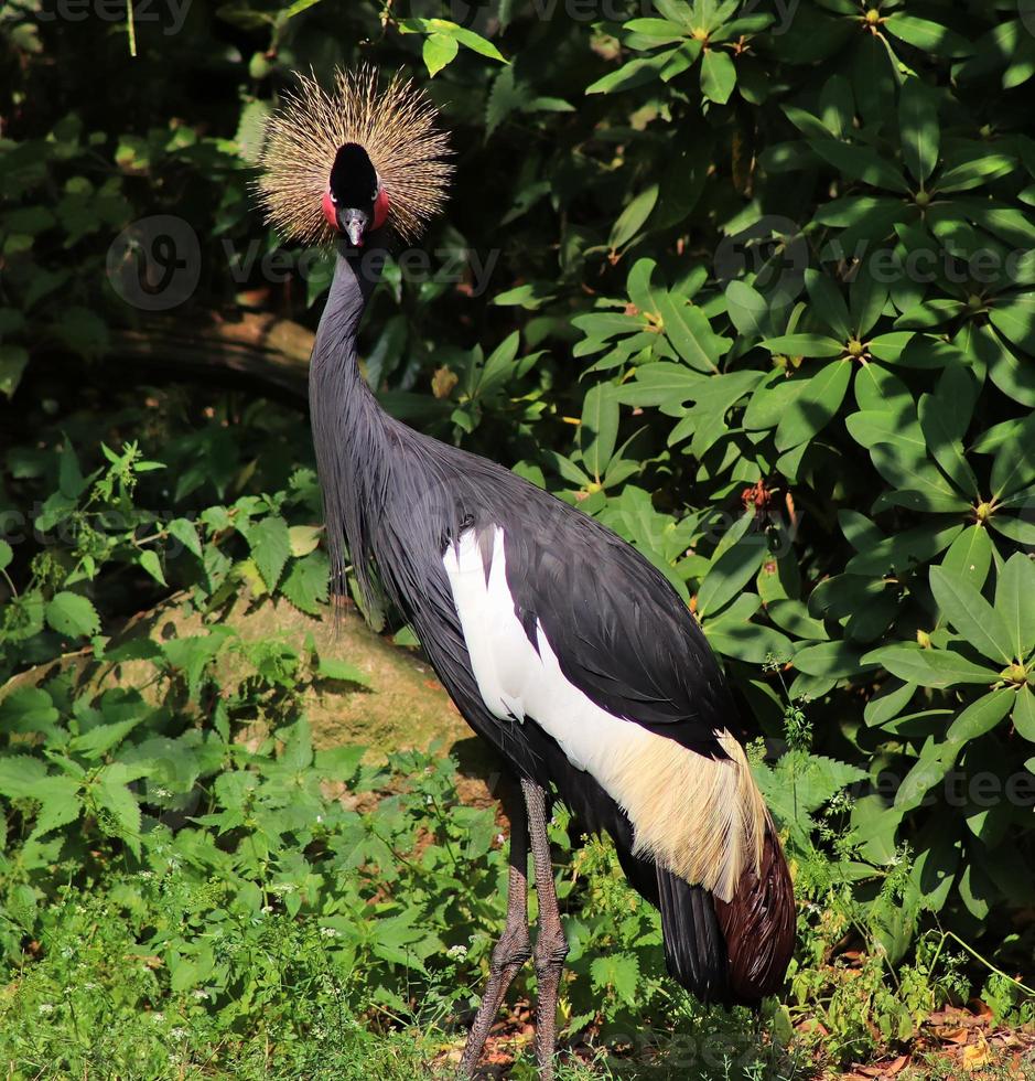 Beautiful crane birds in a detailed close up view on a sunny day in summer photo