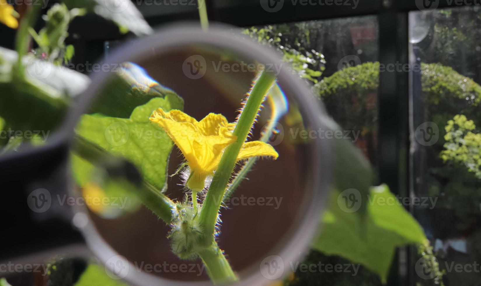 Beautiful and colorful flowers zoomed at with a magnifying glass on a sunny day photo