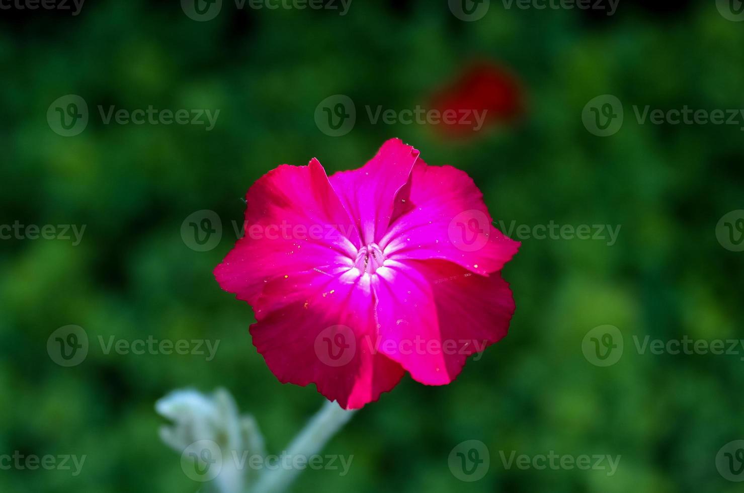 Beautiful flowers in a european garden in different colors photo
